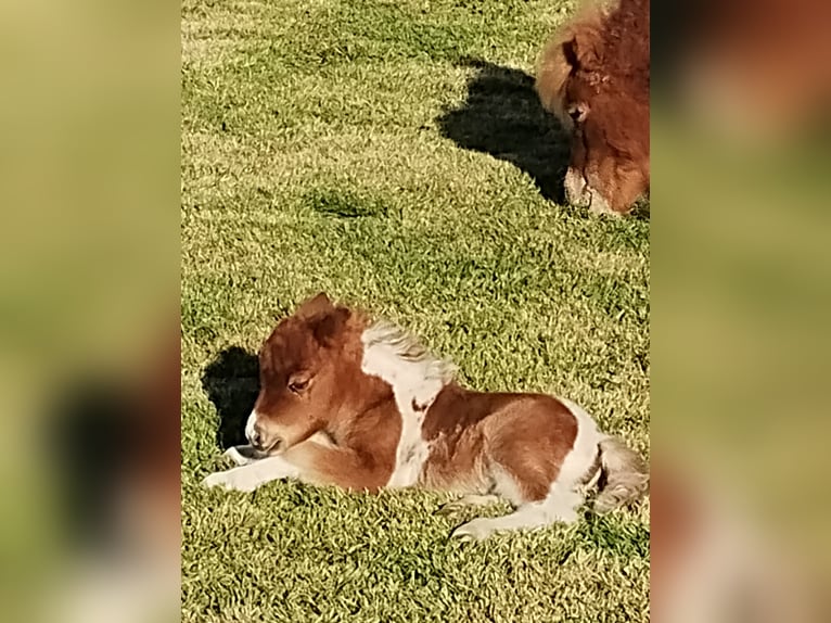 Altri pony/cavalli di piccola taglia Giumenta Puledri (01/2026) Grigio in Villanova D'Asti