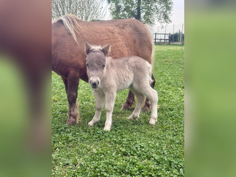 Altri pony/cavalli di piccola taglia Giumenta Puledri (01/2026) Grigio in Villanova D'Asti