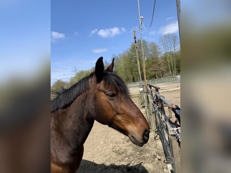 Altri pony/cavalli di piccola taglia Mix Stallone 18 Anni 148 cm Baio in Essen