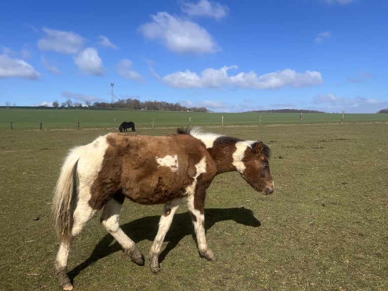Altri pony/cavalli di piccola taglia Mix Stallone 1 Anno 135 cm Pezzato in Kaltohmfeld