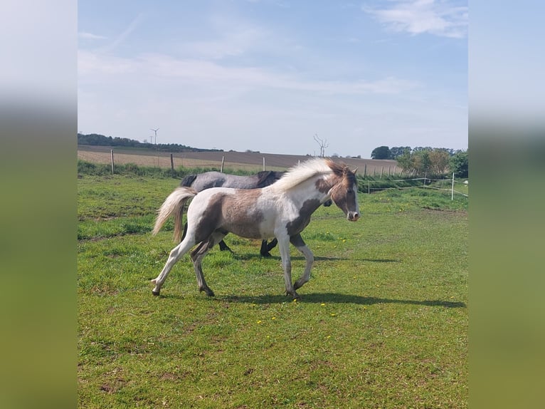 Altri pony/cavalli di piccola taglia Stallone 1 Anno 140 cm Pezzato in Jürgenshagen
