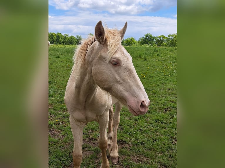 Altri pony/cavalli di piccola taglia Stallone 1 Anno Perlino in Thandorf