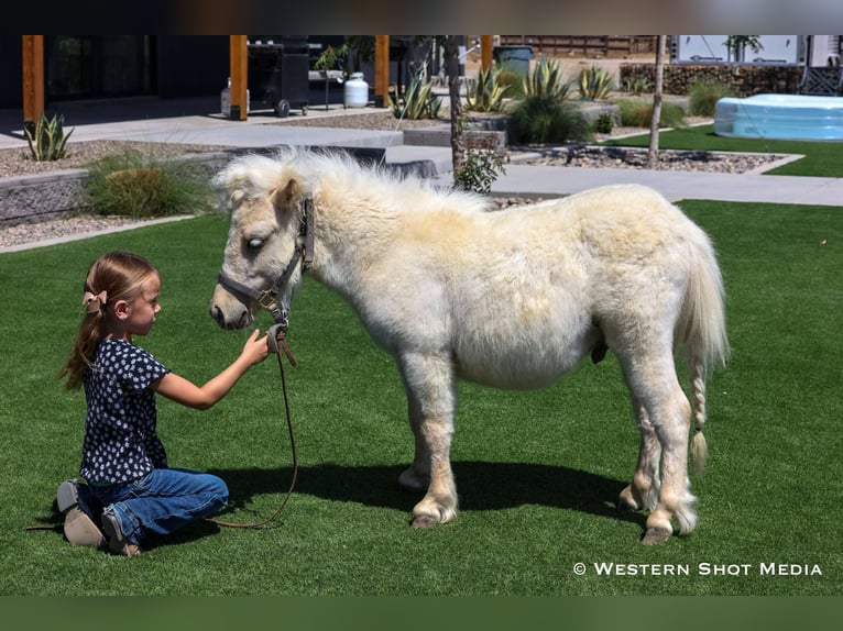 Altri pony/cavalli di piccola taglia Stallone 2 Anni 84 cm Palomino in Buckeye, AZ