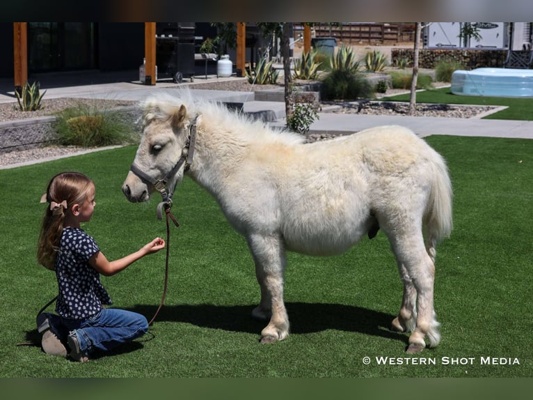Altri pony/cavalli di piccola taglia Stallone 2 Anni 84 cm Palomino in Buckeye, AZ