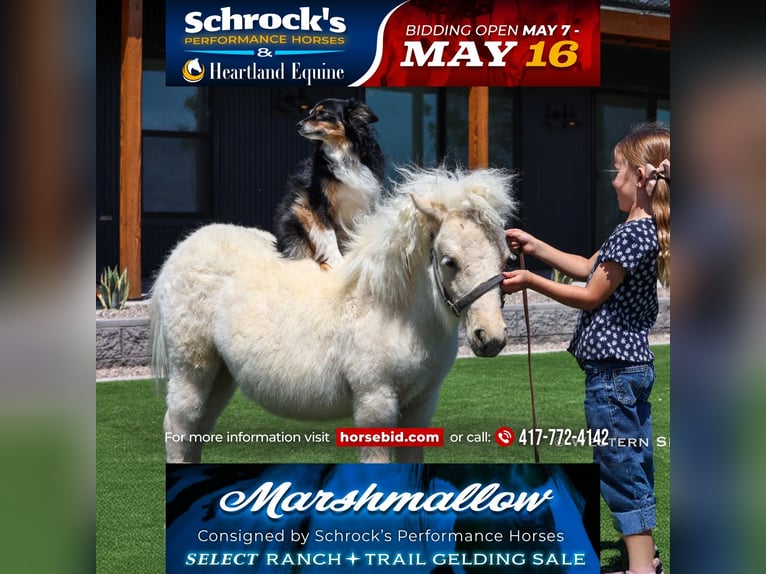 Altri pony/cavalli di piccola taglia Stallone 2 Anni 84 cm Palomino in Buckeye, AZ