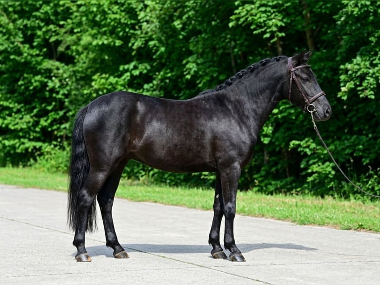 Altri pony/cavalli di piccola taglia Stallone 6 Anni 142 cm Morello in Kecskemét
