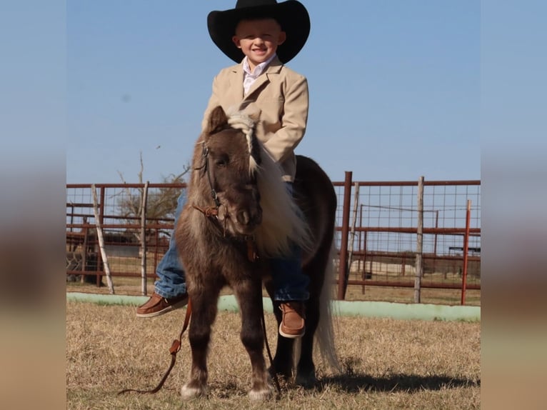 Altri pony/cavalli di piccola taglia Stallone 7 Anni 86 cm Palomino in Stephenville