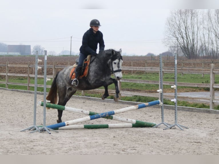 Altri pony/cavalli di piccola taglia Stallone 8 Anni 145 cm Leardo in Bogaarden