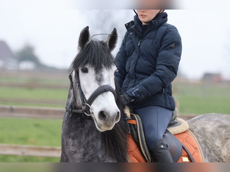 Altri pony/cavalli di piccola taglia Stallone 8 Anni 145 cm Leardo in Bogaarden