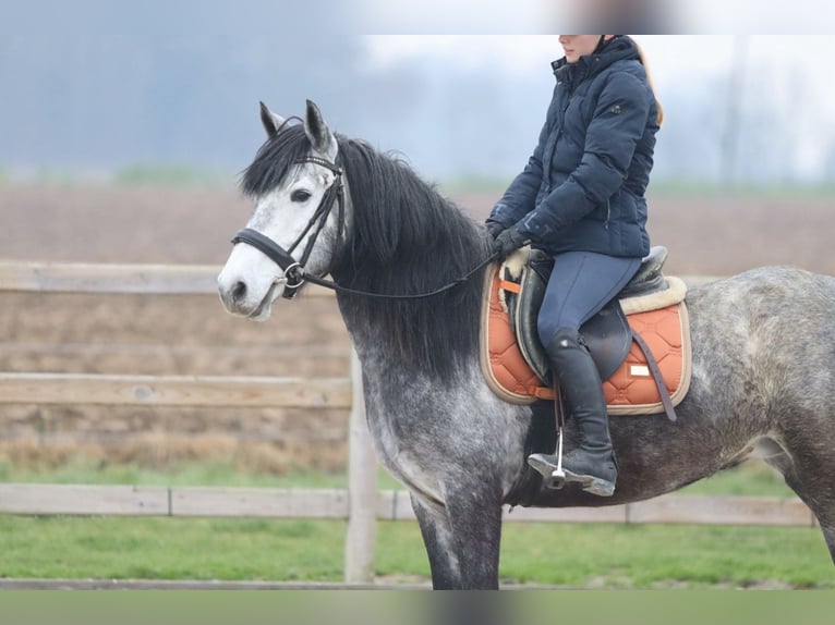 Altri pony/cavalli di piccola taglia Stallone 8 Anni 145 cm Leardo in Bogaarden