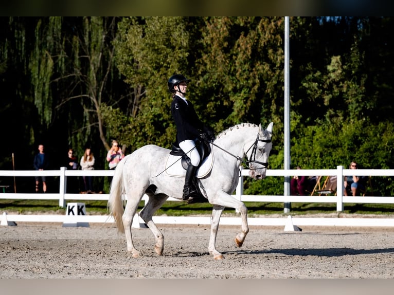Altri pony/cavalli di piccola taglia Stallone Grigio in Gliwice