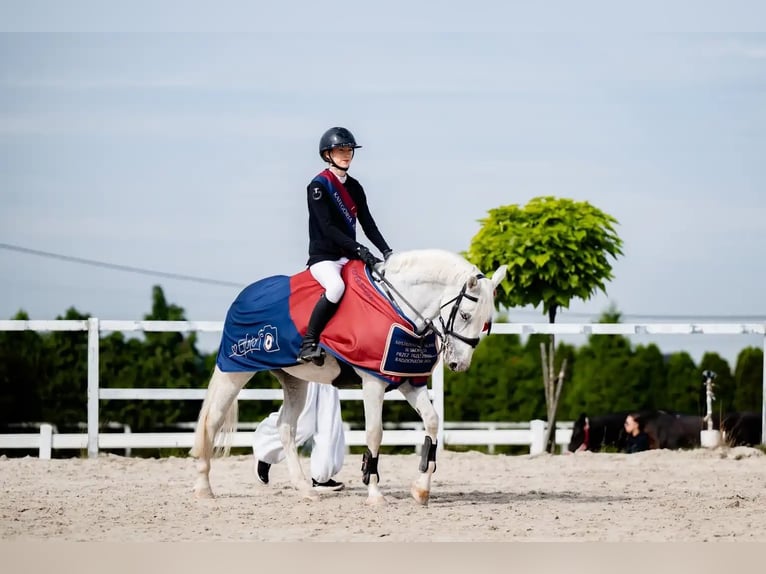 Altri pony/cavalli di piccola taglia Stallone Grigio in Gliwice