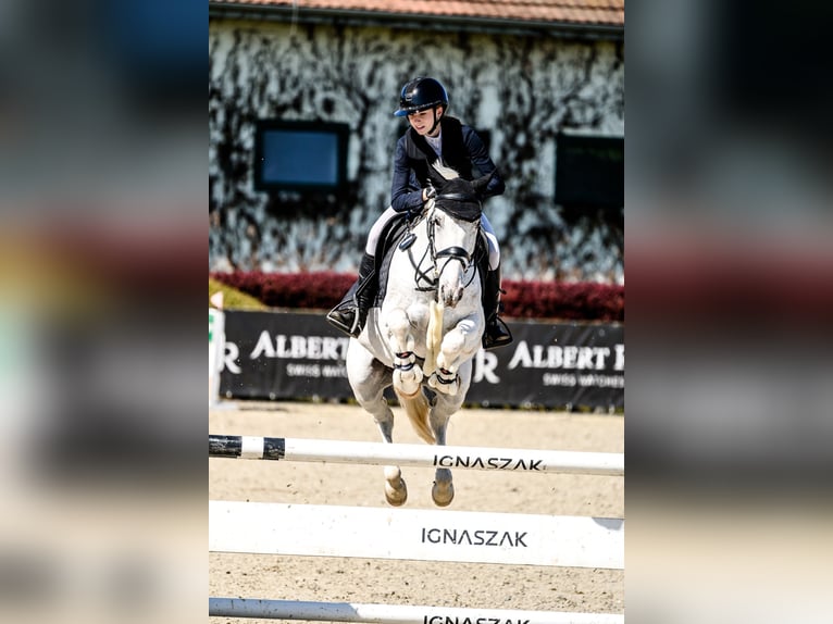 Altri pony/cavalli di piccola taglia Stallone Grigio in Gliwice
