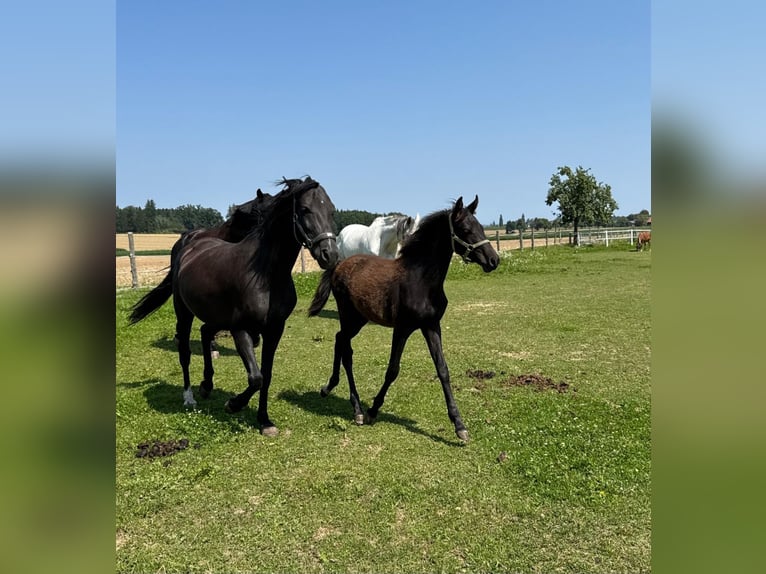 Altri pony/cavalli di piccola taglia Stallone Puledri (03/2025) 147 cm Morello in Sipbachzell