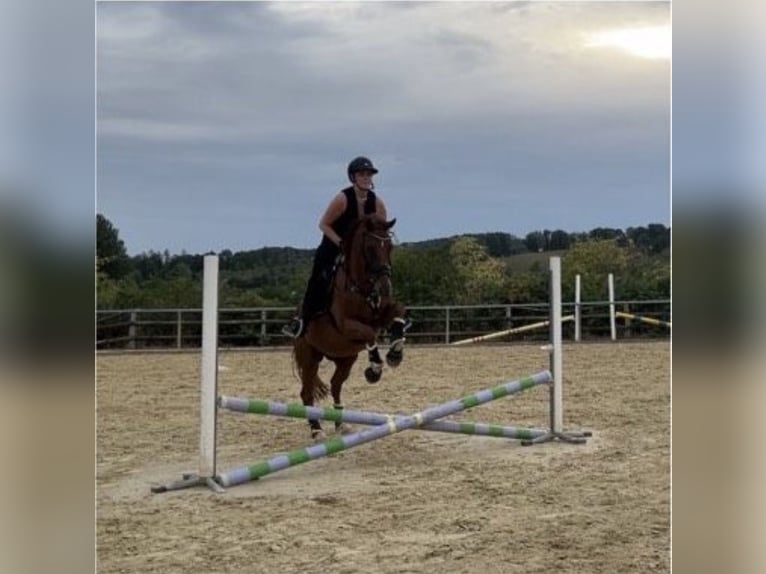 Altri purosangue Castrone 10 Anni 162 cm Sauro in Siegen