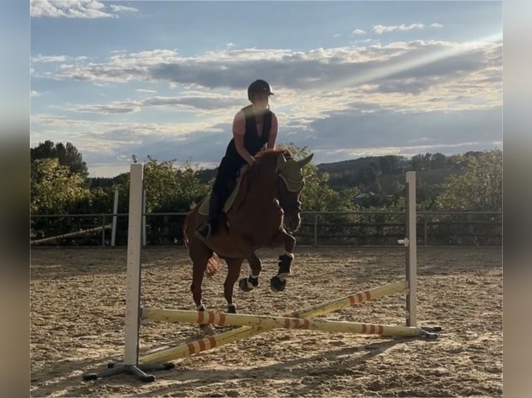 Altri purosangue Castrone 10 Anni 162 cm Sauro in Siegen