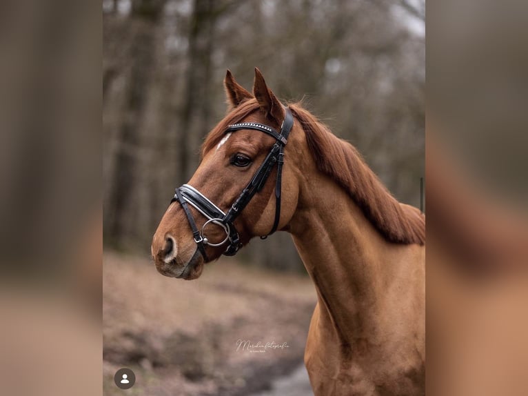 Altri purosangue Castrone 10 Anni 162 cm Sauro in Siegen