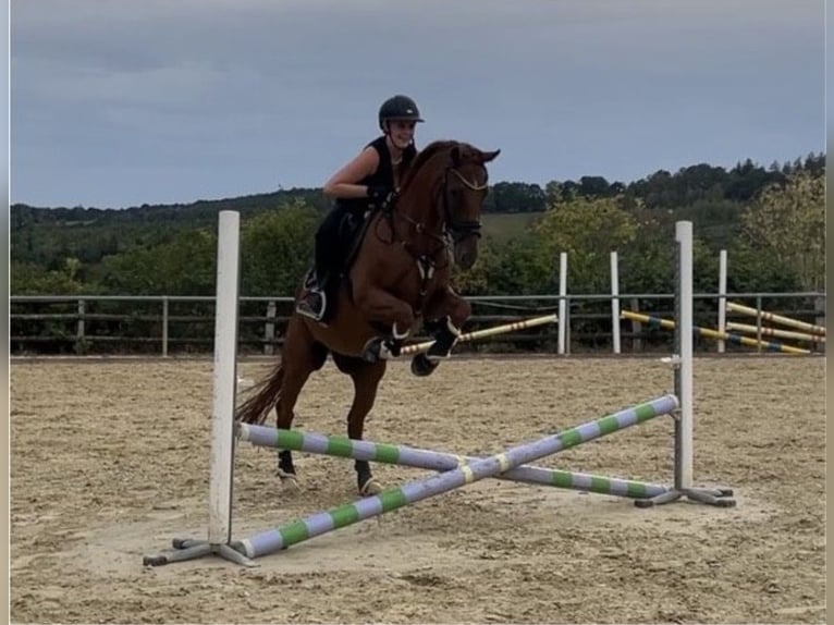 Altri purosangue Castrone 10 Anni 162 cm Sauro in Siegen