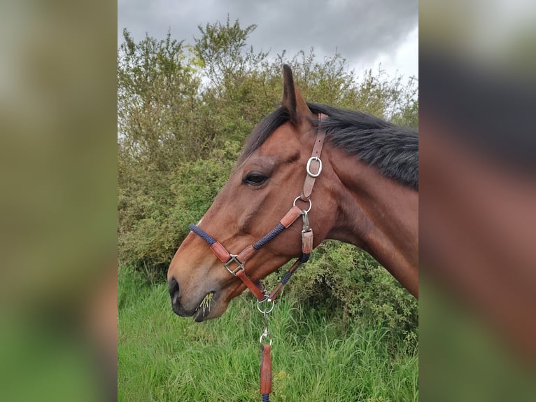 Altri purosangue Castrone 10 Anni 165 cm Baio in Anzegem