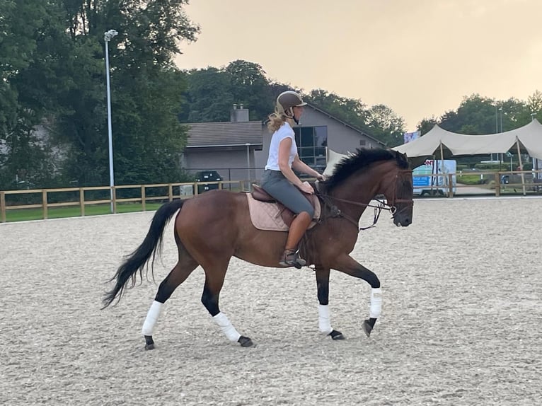 Altri purosangue Castrone 10 Anni 165 cm Baio in Anzegem