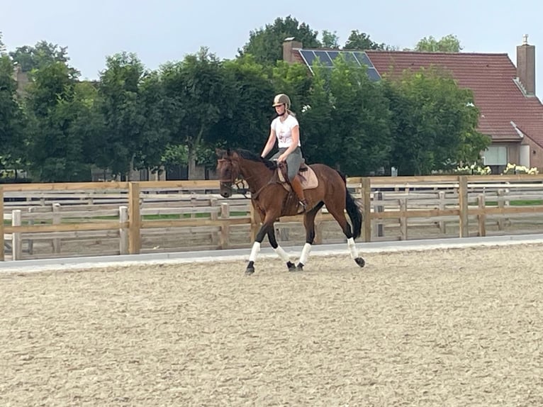 Altri purosangue Castrone 10 Anni 165 cm Baio in Anzegem