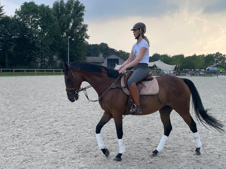 Altri purosangue Castrone 10 Anni 165 cm Baio in Anzegem