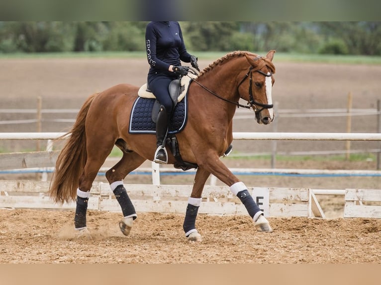 Altri purosangue Castrone 10 Anni 165 cm Sauro in Poznań