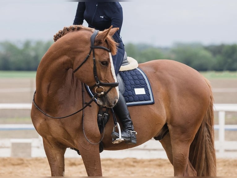 Altri purosangue Castrone 10 Anni 165 cm Sauro in Poznań