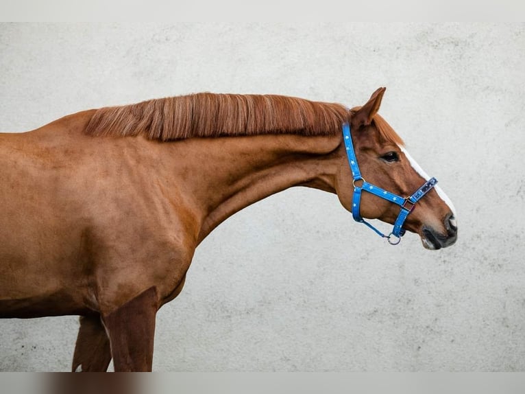 Altri purosangue Castrone 10 Anni 165 cm Sauro in Poznań