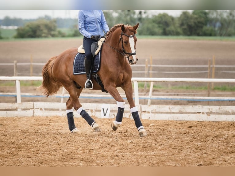 Altri purosangue Castrone 10 Anni 165 cm Sauro in Poznań