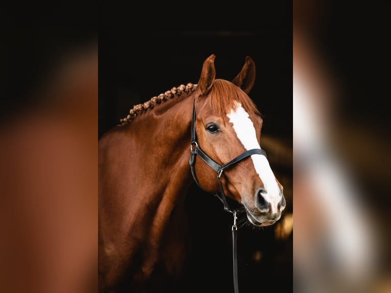 Altri purosangue Castrone 10 Anni 165 cm Sauro in Poznań