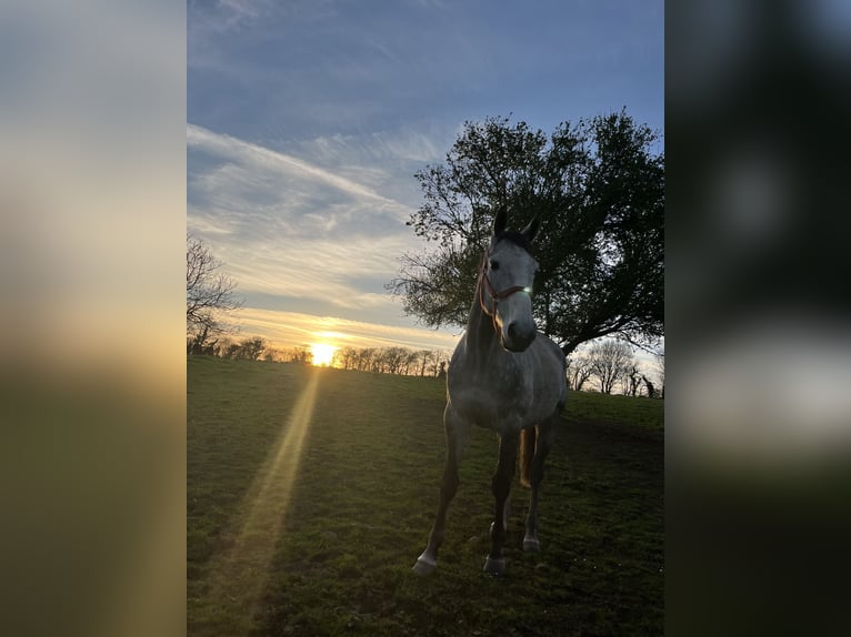 Altri purosangue Castrone 10 Anni 167 cm Grigio in plonevez du faou