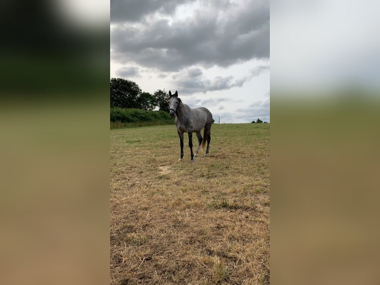 Altri purosangue Castrone 10 Anni 167 cm Grigio in plonevez du faou