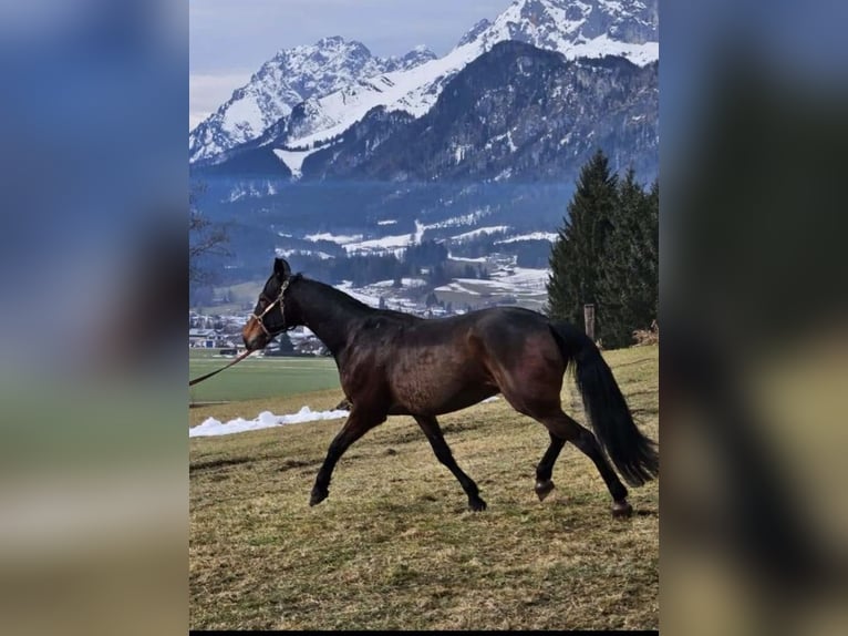 Altri purosangue Castrone 10 Anni 168 cm Baio in Hochburg-Ach