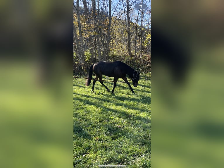 Altri purosangue Castrone 10 Anni 168 cm Baio in Hochburg-Ach