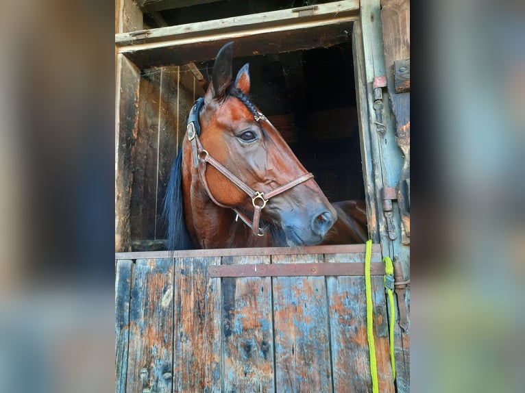 Altri purosangue Castrone 10 Anni 168 cm Baio in Hochburg-Ach