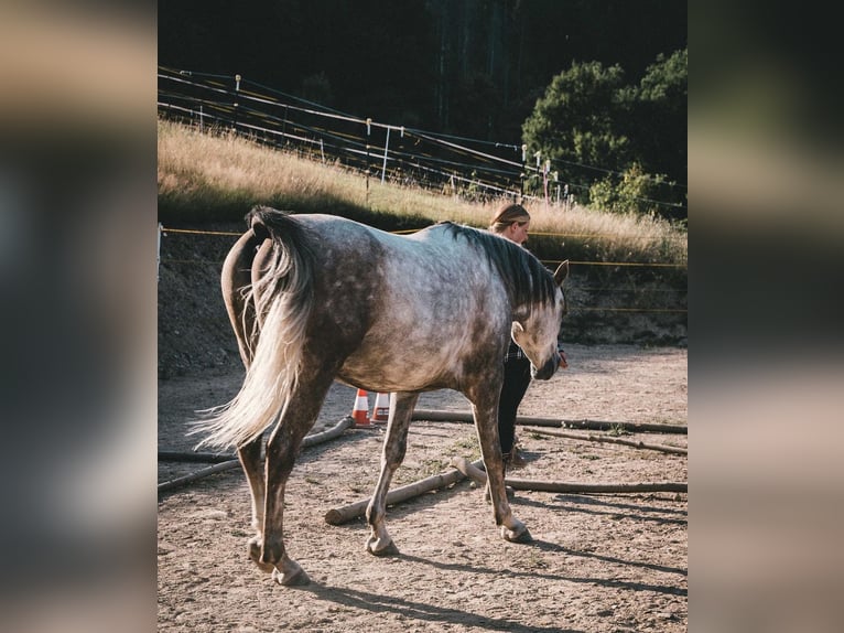 Altri purosangue Castrone 11 Anni 155 cm Grigio in Großolbersdorf