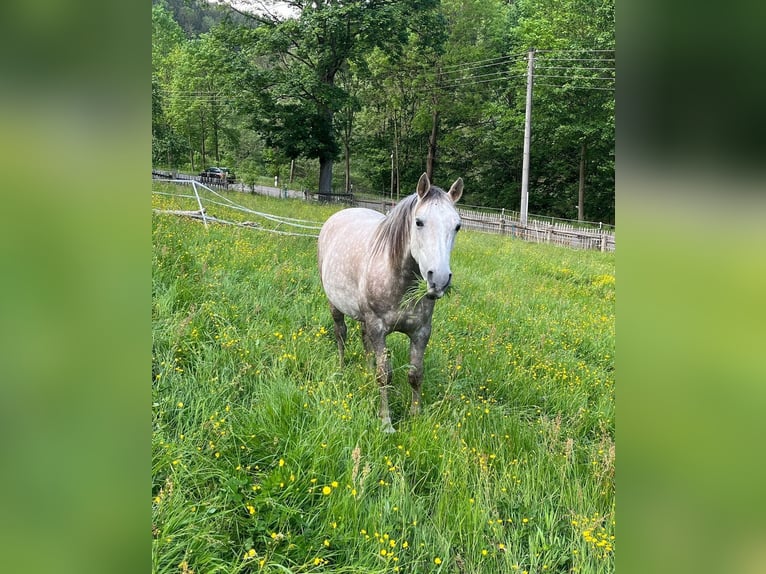 Altri purosangue Castrone 11 Anni 155 cm Grigio in Großolbersdorf