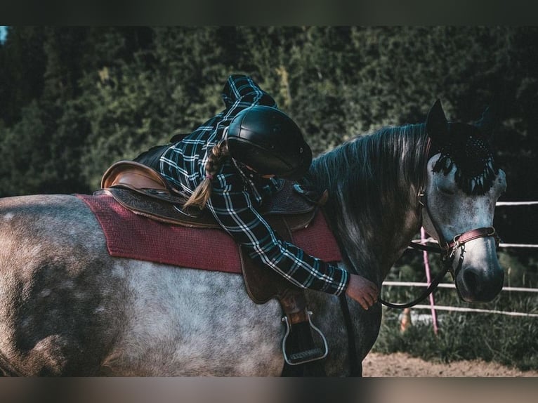 Altri purosangue Castrone 11 Anni 155 cm Grigio in Großolbersdorf