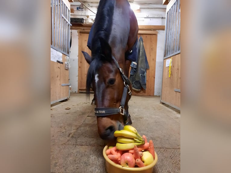 Altri purosangue Castrone 11 Anni 163 cm Baio in Hochburg-Ach