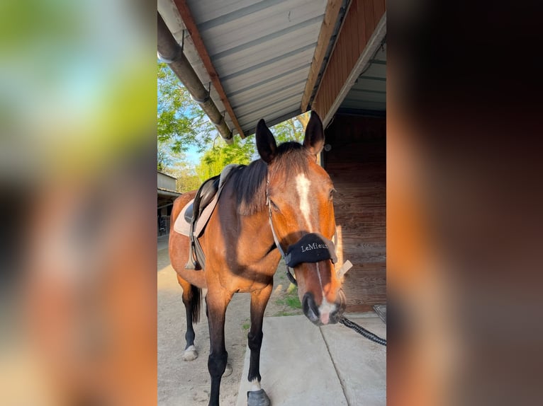 Altri purosangue Castrone 11 Anni 164 cm Baio in Saumur