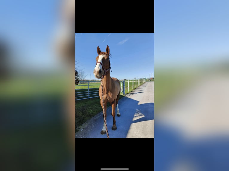 Altri purosangue Castrone 11 Anni 169 cm Sauro in Denderleeuw