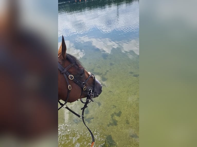 Altri purosangue Castrone 12 Anni 153 cm Baio in Bremen