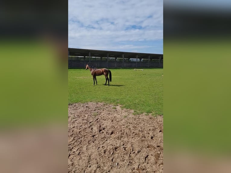 Altri purosangue Castrone 12 Anni 153 cm Baio in Bremen