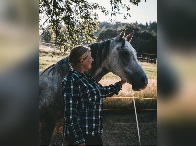 Altri purosangue Castrone 12 Anni 155 cm Grigio in Großolbersdorf