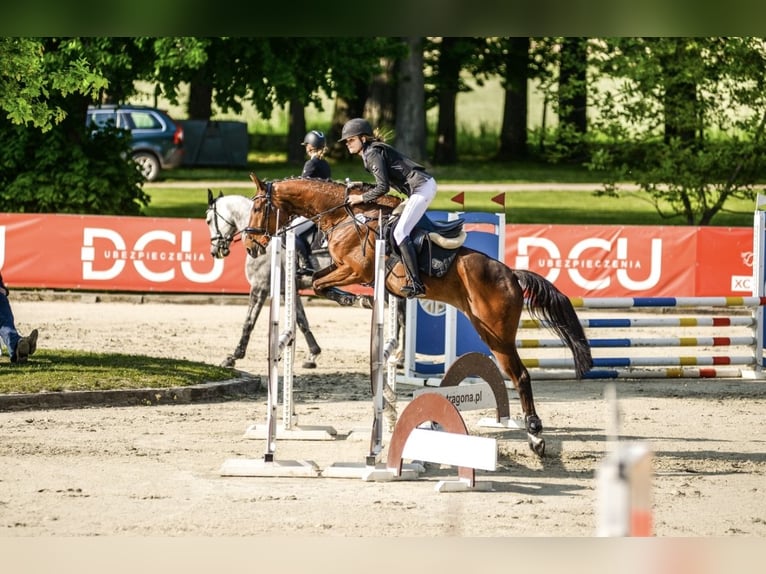 Altri purosangue Castrone 12 Anni 165 cm Baio ciliegia in Zielona Góra