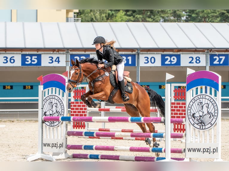 Altri purosangue Castrone 12 Anni 165 cm Baio ciliegia in Zielona Góra