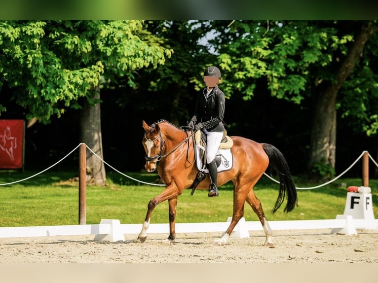 Altri purosangue Castrone 12 Anni 165 cm Baio ciliegia in Zielona Góra