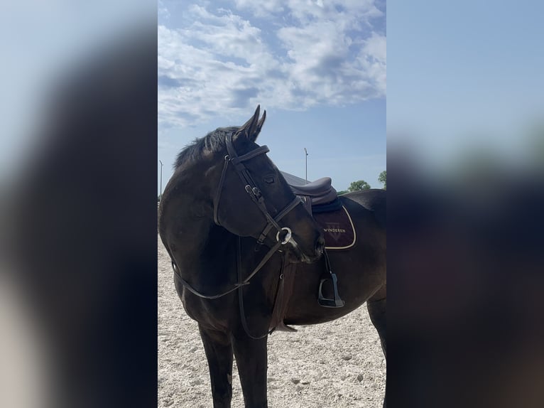 Altri purosangue Castrone 12 Anni 165 cm Baio scuro in Żórawina
