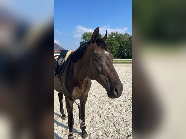 Altri purosangue Castrone 12 Anni 165 cm Baio scuro in Żórawina